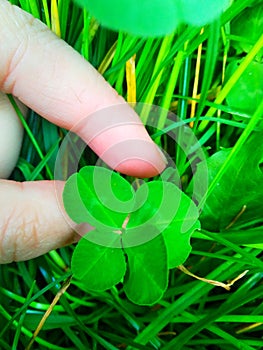 If you find a clover with 4 leaves, then you will be chased by luck.