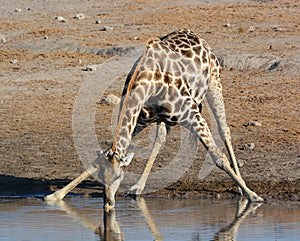 Drinking giraffe in Etosha NP.