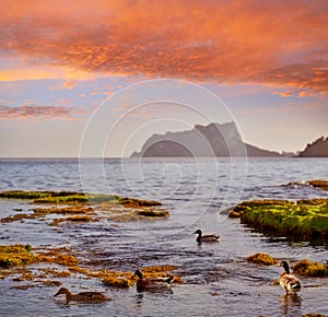 Ifach Penon view from Moraira beach with ducks