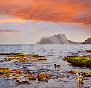 Ifach Penon view from Moraira beach with ducks photo