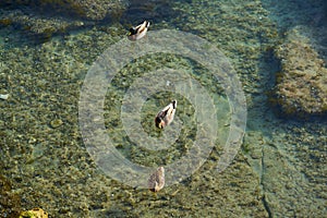 Ifach Penon view from Moraira sunset with ducks