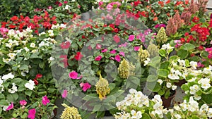 Ifferent types of ornamental flowers in the interior of a flower nursery or flower showroom, yellow, red, pink and white flowers