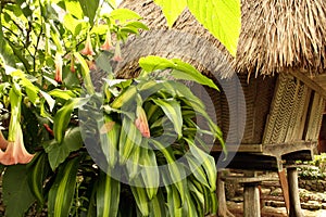 Ifugao hut tropical flowers philippines