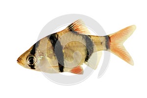 Iger barb or Sumatra barb Puntius tetrazona tropical aquarium fish isolated photo