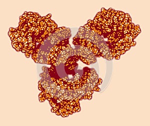 IgG1 monoclonal antibody (immunoglobulin), 3D rendering. Many biotech drugs are antibodies. Atoms are represented as spheres. photo