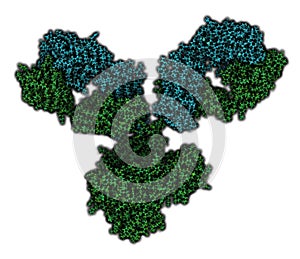 IgG1 monoclonal antibody (immunoglobulin). Many biotech drugs are antibodies. Atoms are shown as color-coded spheres. Light chain photo