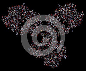 IgG1 monoclonal antibody immunoglobulin. Many biotech drugs are antibodies. 3D rendering based on protein data bank entry 1igy. photo