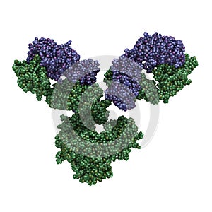 IgG1 monoclonal antibody (immunoglobulin). Play essential role i photo