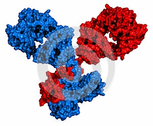 IgG1 monoclonal antibody immunoglobulin. 3D rendering. Many biotech drugs are antibodies. Molecular surface model.