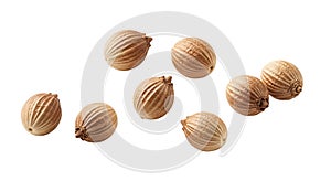 Coriander Seeds Isolated on White Background