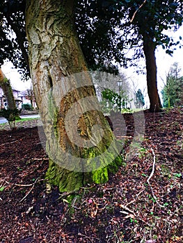 Ightenhill Park in Burnley has many trees in various states of age and decrepitude