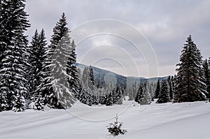 Igman mountain in the winter