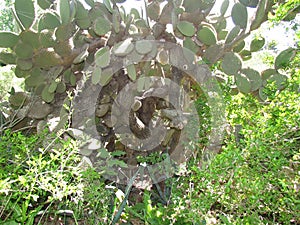 Typical of torrid zones, cacti also bloom in temperate areas. photo