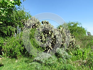 Typical of torrid zones, cacti also bloom in temperate areas. photo