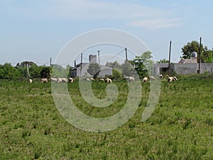 Sheep grazing in a sunny morning . photo
