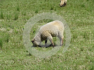 Sheep grazing in a sunny morning . photo