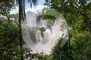 The Iguacu falls through trees