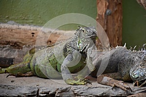 Iguana