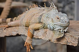 Iguana