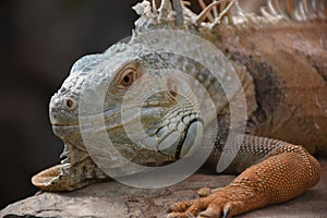 Iguana