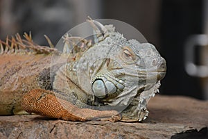 Iguana