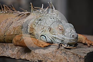 Iguana