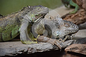 Iguana