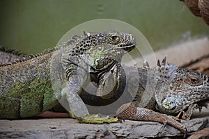 Iguana