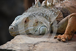 Iguana