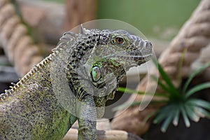 Iguana