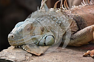 Iguana