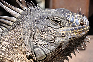 Iguana