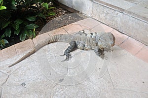 Iguana.