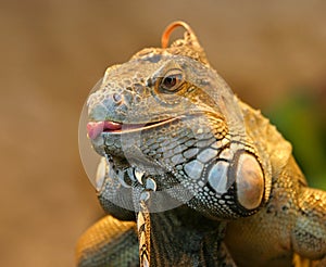 Iguana photo