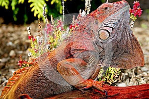 Iguana