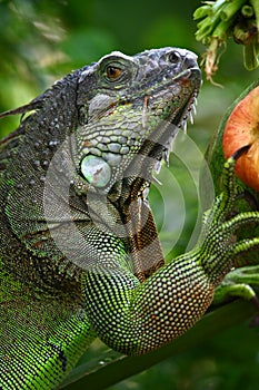 Iguana