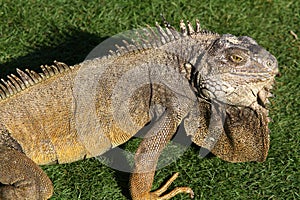 Iguana