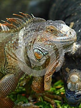 Iguana