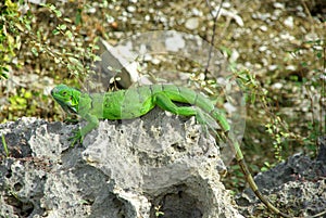 Iguana
