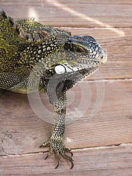 Iguana