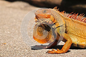 Iguana
