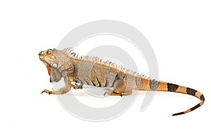 Iguana photo