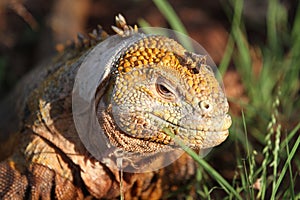 Iguana