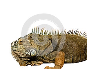 Iguana