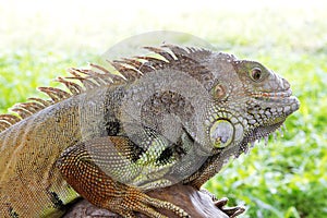 Iguana