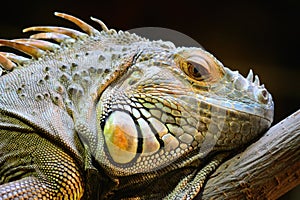 Iguana