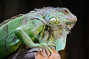 Iguana