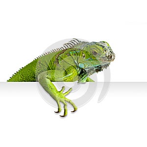 Iguana