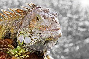 Iguana