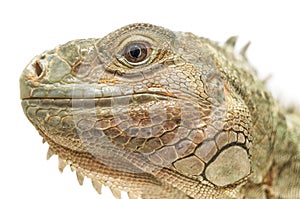 Iguana